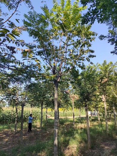 山东四方区千头椿繁殖基地