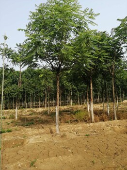 山東臨沂莒南香椿樹培育基地