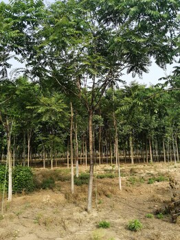 山東德州平原千頭椿苗圃基地