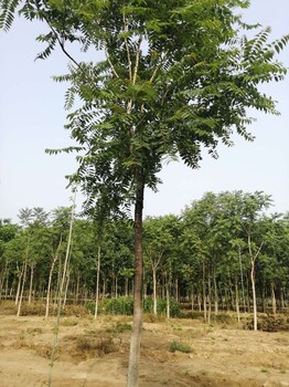 山东巨野香椿树基地