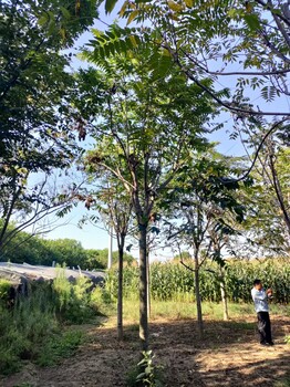 河南商丘千頭椿基地__批發選購
