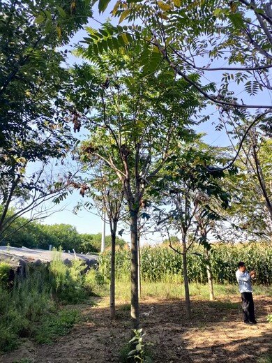 山東青島城陽區(qū)千頭椿生產(chǎn)基地