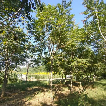 山東沂水千頭椿種苗基地