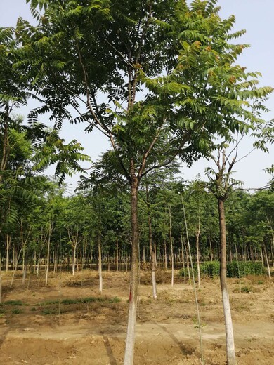 山東膠州千頭椿種植基地