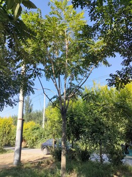 山东济宁梁山香椿树种植基地