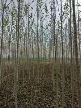 山東臨沂臨沭杜仲樹基地全國配送