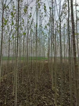 山东东营河口区杜仲苗圃自有种植基地