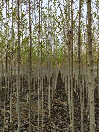 山东泰安肥城杜仲树基地自有种植基地