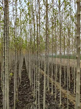 山东泰安新泰杜仲树苗基地自有种植基地