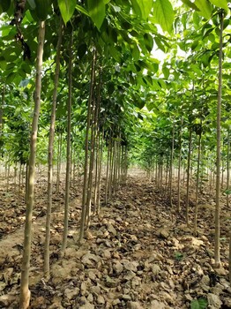 山東臨沂蒙陰杜仲批發基地杜仲基地