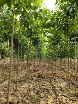 山东日照五莲杜仲树基地自有种植基地