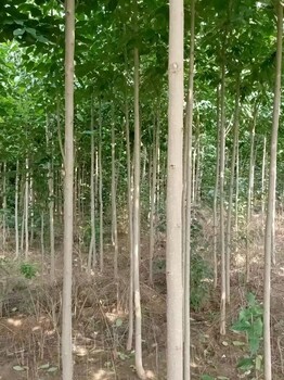 山东莱山区杜仲苗圃自有种植基地