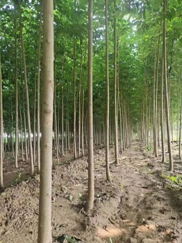山東煙臺(tái)海陽(yáng)杜仲苗木基地全國(guó)配送