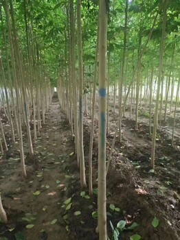 山东潍坊青州杜仲树基地自有种植基地