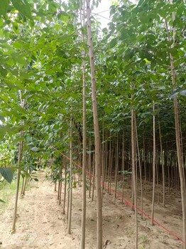 山東濰坊昌樂(lè)杜仲批發(fā)基地杜仲基地