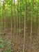 山東青島李滄區(qū)杜仲苗圃全國(guó)配送