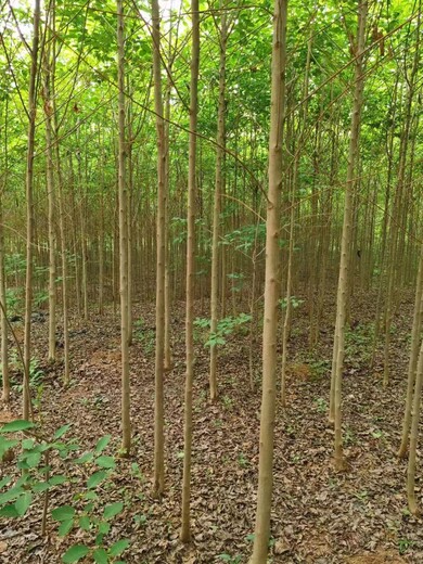 山东潍坊杜仲苗圃基地自有生产基地