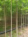 山東平度杜仲苗圃基地全國(guó)配送