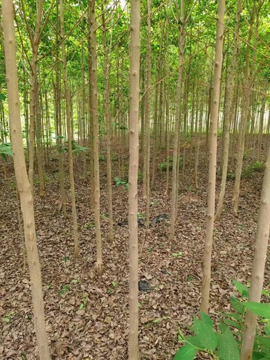 山東四方區(qū)杜仲批發(fā)基地杜仲基地