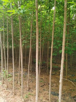 山东东营河口区杜仲苗圃自有种植基地