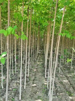 山东菏泽郓城杜仲苗木基地自有种植基地