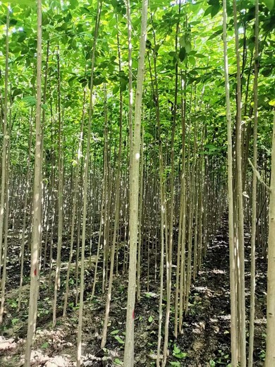 山东庆云杜仲苗圃基地自有种植基地