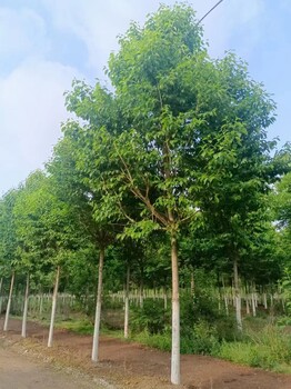 山東濰坊昌樂(lè)杜仲批發(fā)基地杜仲基地