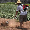 背负柴油锄地松土除草