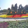 宿城区春节绿雕图片