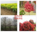 河南果树价格评估费用，花卉价格评估图片