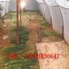 襄阳防虫网窗纱厂家现货,塑料窗纱