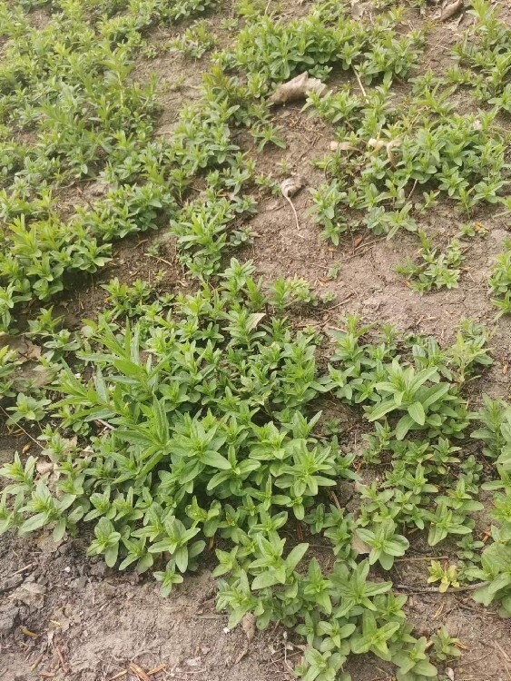 池州水生植物种植千屈菜成活率高