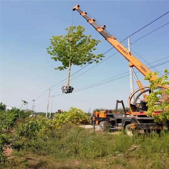 宜昌白蜡产地