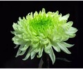 龙井市菊花苗多年行业经验技术精湛