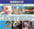 小鸡眼睛鼻子长疙瘩鸡痘用什么药效果好