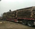 怒江出售老榆木大梁,家具老榆木大梁一般价格
