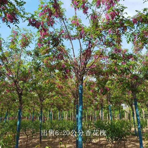 湖南岳阳香花槐基地,红花槐