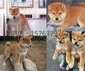 河南许昌柴犬出售柴犬价格