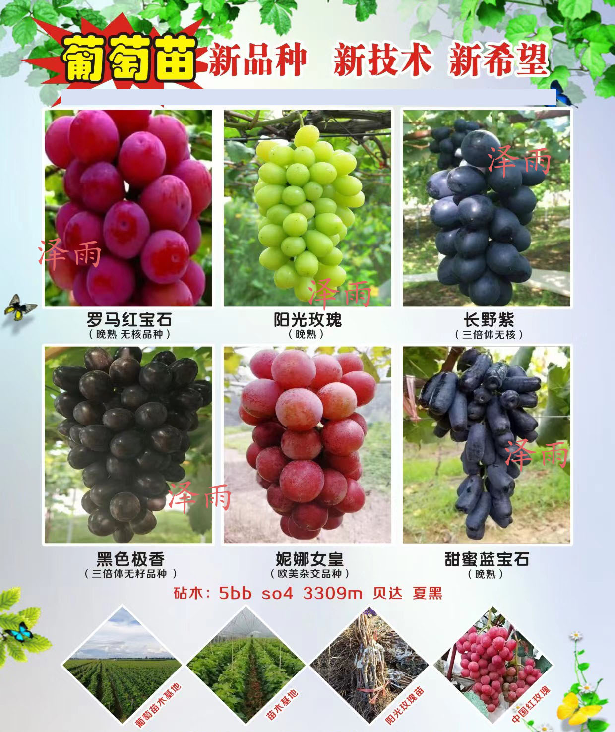 紫甜无核A17葡萄苗甬优砧木,上海新报价