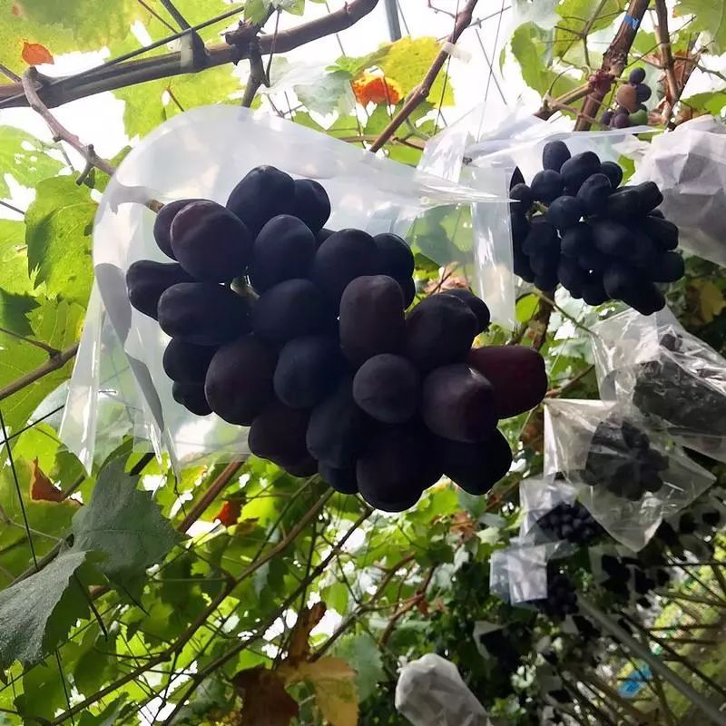 香聚宝葡萄苗品种如何,夏黑根系