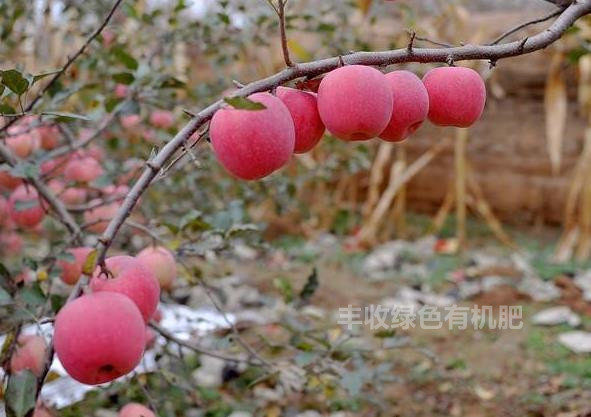 东营发酵鸡粪平潭鸡粪鄄城稻壳鸡粪（今天/动态）