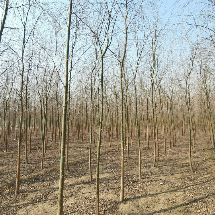 出售柳树-苗木培育基地-实地看苗