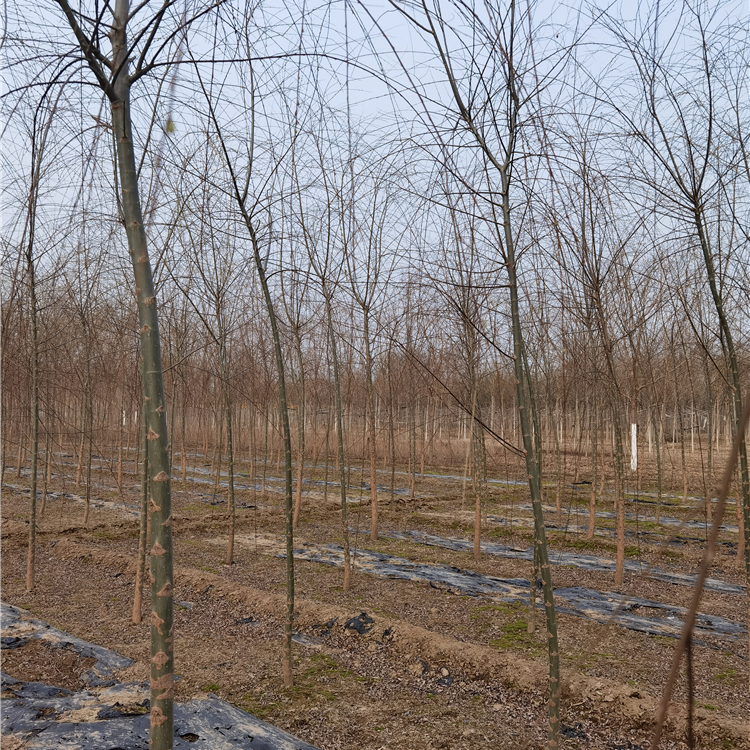 10公分柳樹,種植基地