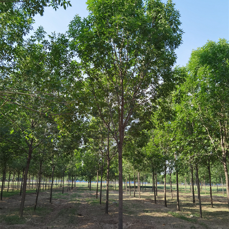 老白蜡-风景树基地-质量优良