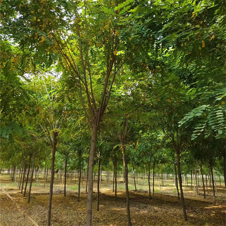 12公分红花刺槐-苗圃供应-景观价值高