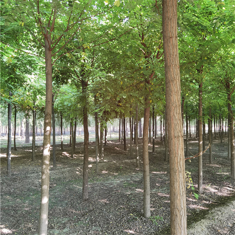 洋槐树苗-苗木产业-多种规格