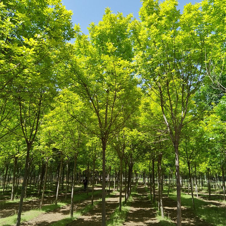 金叶白蜡种植基地-高杆金叶白蜡