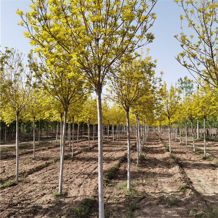 4公分金叶白蜡-金叶白蜡种植基地