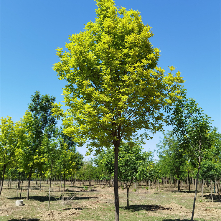 4公分金叶白蜡-金叶白蜡种植基地