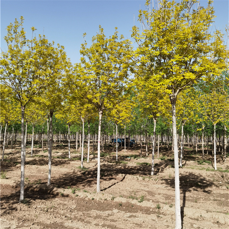 金叶白蜡种植基地-高杆金叶白蜡